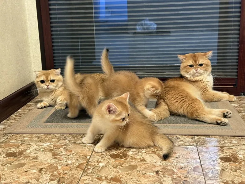 Кот на Вязку британец