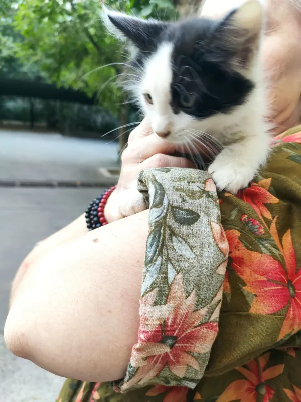 Котенок ,мальчик. Котенок ,мальчик.
