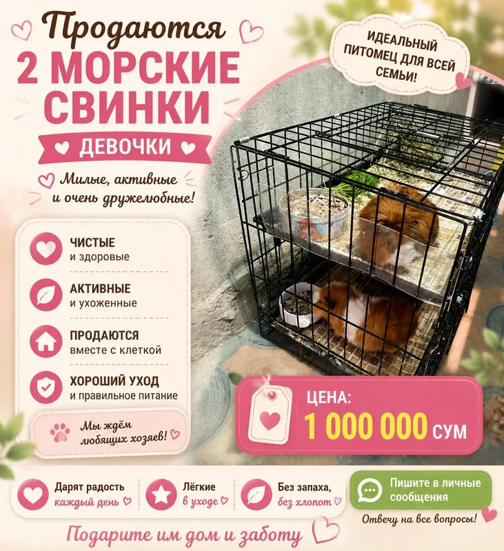 Морские свинки (девочки)