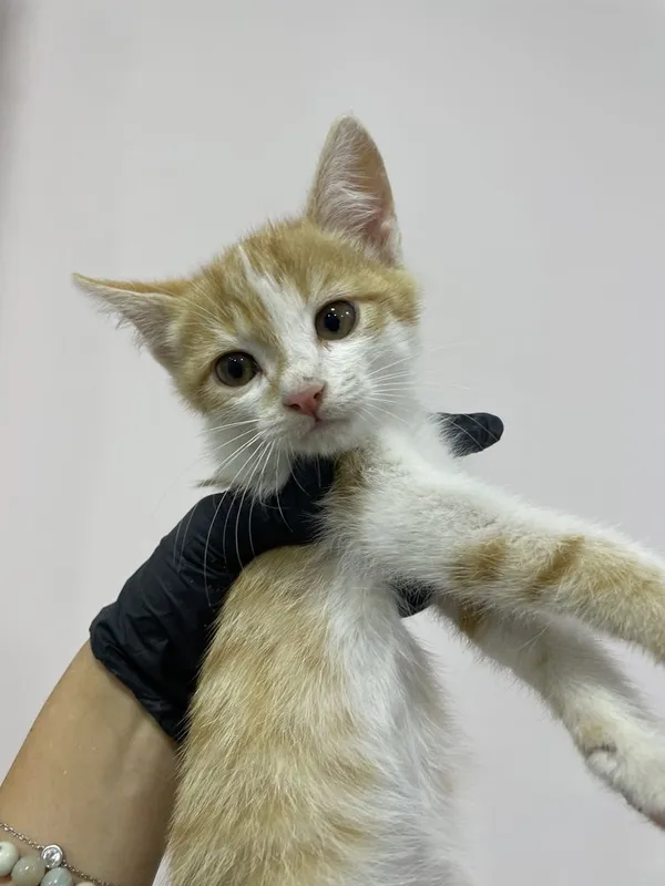 Котенок в добрые руки 2 Котенок в добрые руки 2