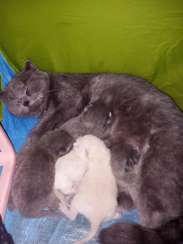 Продаются шотландские милые котята — фото 4