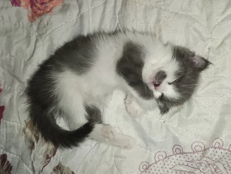 Скотиш фолд смешанные в руки 6