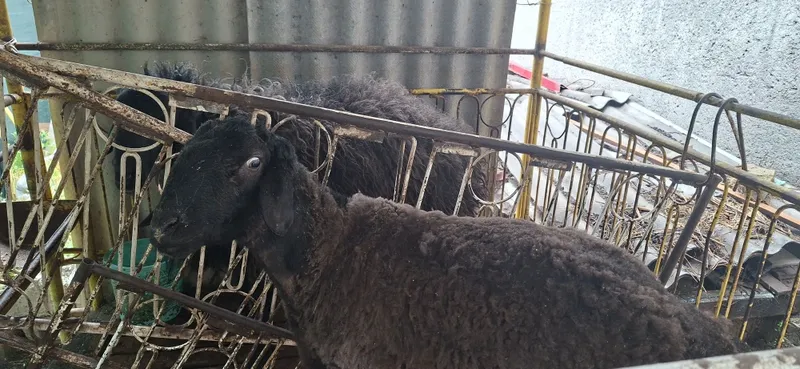 Qoʻchqorlar sotiladi. Hovlida boqilgan tirik van 90000s dan. — фото 2