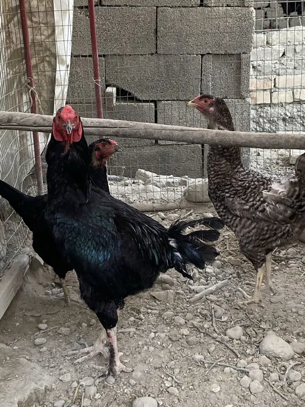 Kulangi xoʻroz blan tovuqla sotiladi — фото 2