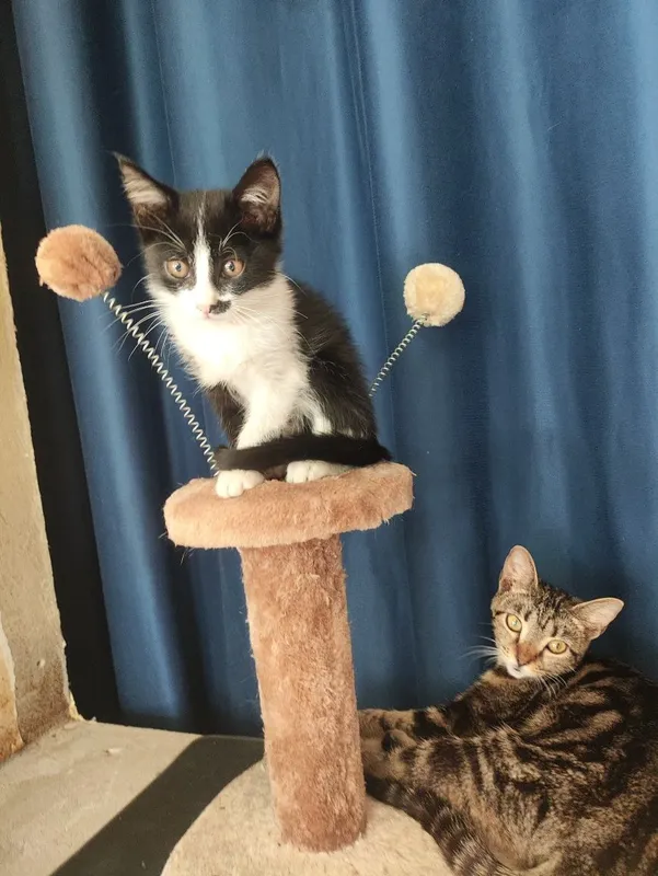 Котята в доьоые руки. Мальчик девочка лоток знают. Котята в доьоые руки. Мальчик девочка лоток знают.