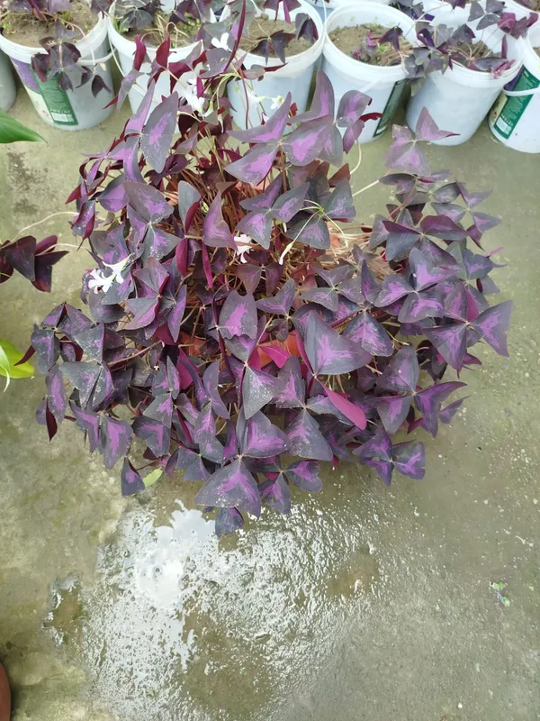 Продаётся цветок «Капалак» (Oxalis) 2 Продаётся цветок «Капалак» (Oxalis) 2