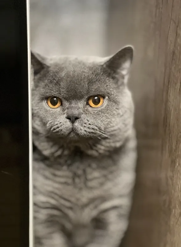 Вязка! Чистокровный британский кот, shorthair. — фото 2