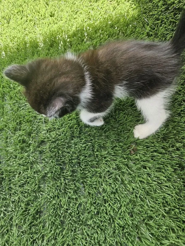 Отдам даром домашние котята 4