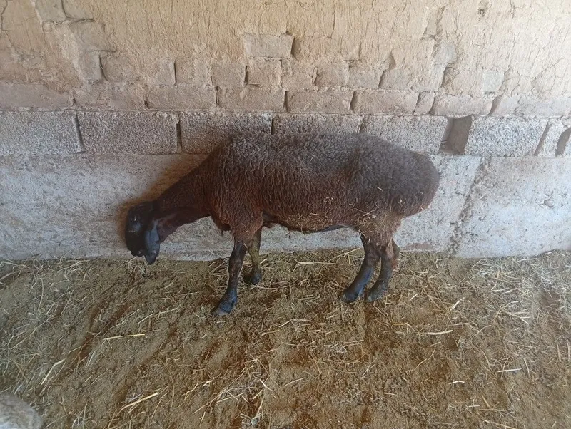 Qoʻy soğliq sotiladi 1 Qoʻy soğliq sotiladi 1