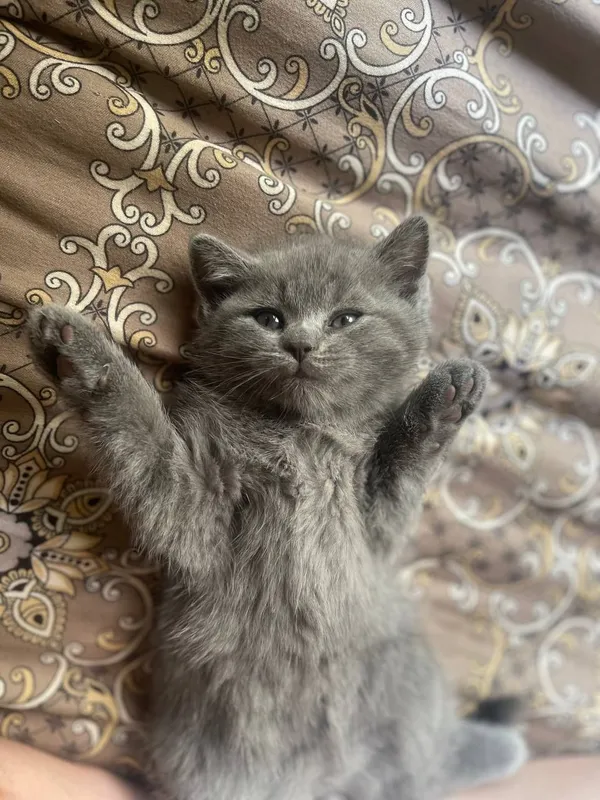 Продаётся котёнок — фото 1