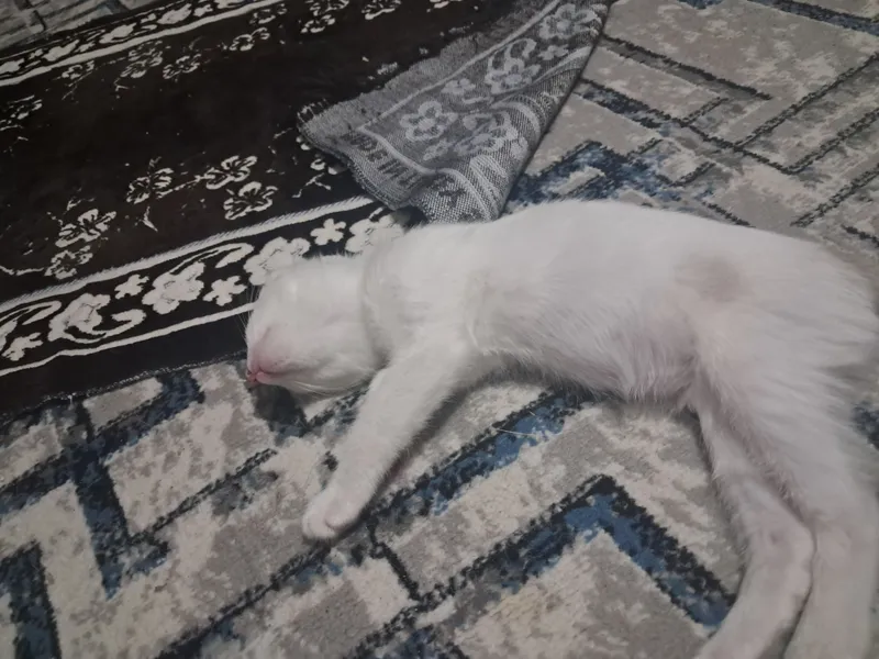 Mushukchasini bepul beraman 7 Mushukchasini bepul beraman 7