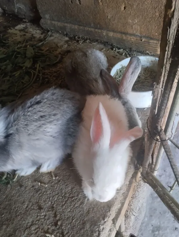 Крольчата на продажу — фото 2