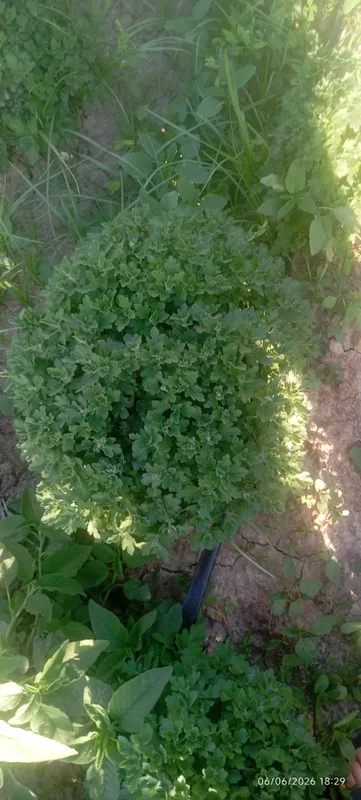 Globus xirzatema gullari sotuvda 1