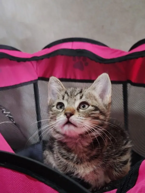 Отдам даром котенка — фото 3