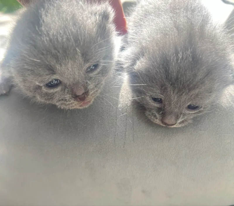Готовятся котята британские — фото 2