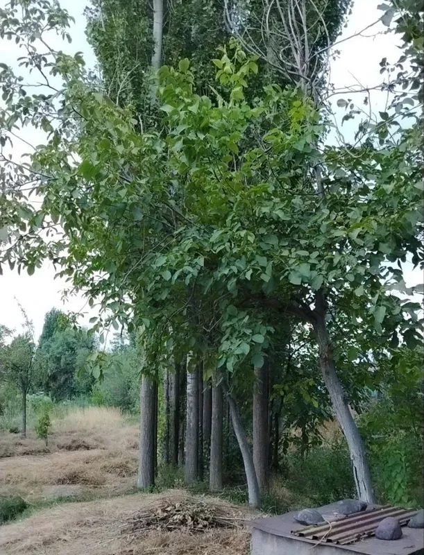 Теракларимиз. бор, сотиладиган 1