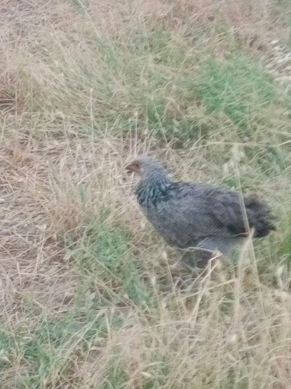 Brama 2