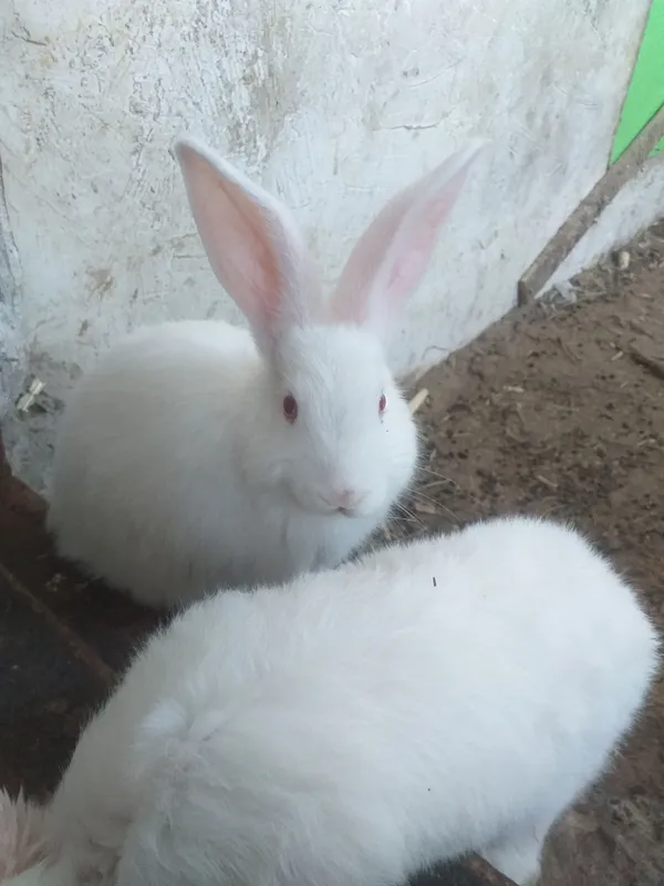 quyonchalar sotuvda 1
