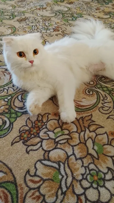 Продаётся кошка с котятами 1 Продаётся кошка с котятами 1