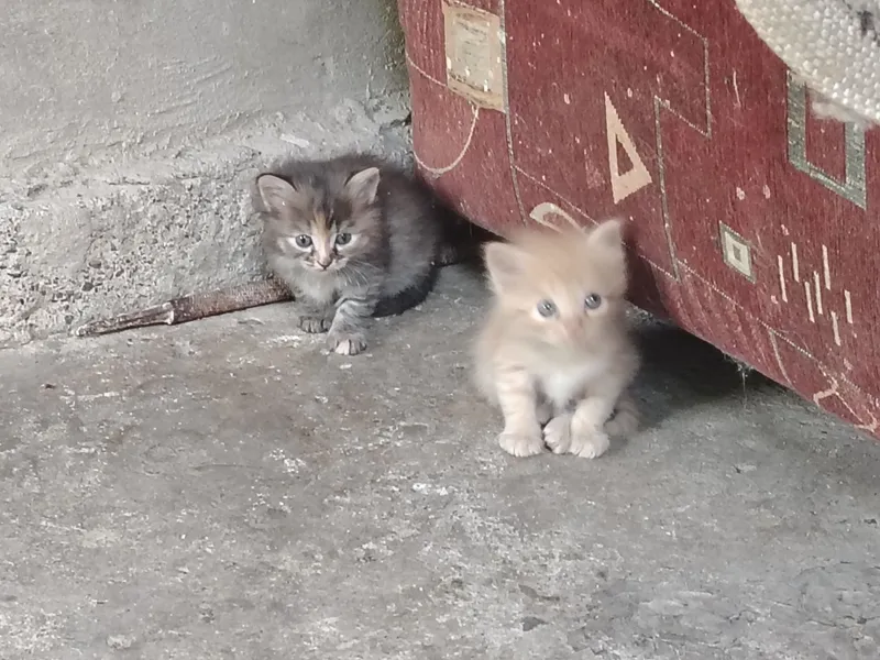 Отдам котят в добрые руки — фото 1
