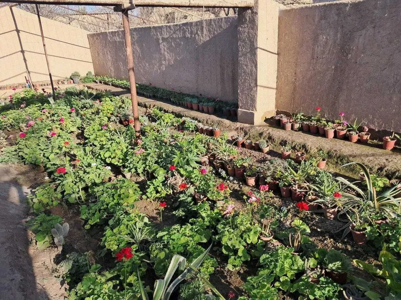 35 turdan ortiq tabiiy xona gullari — фото 2