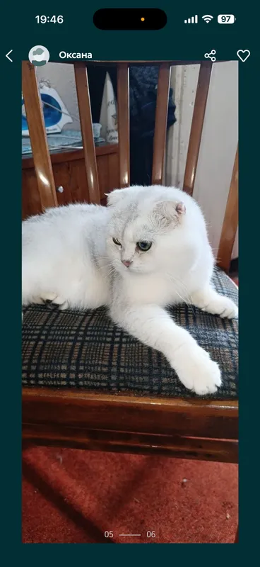 Вязка коты шиншиллы — фото 3