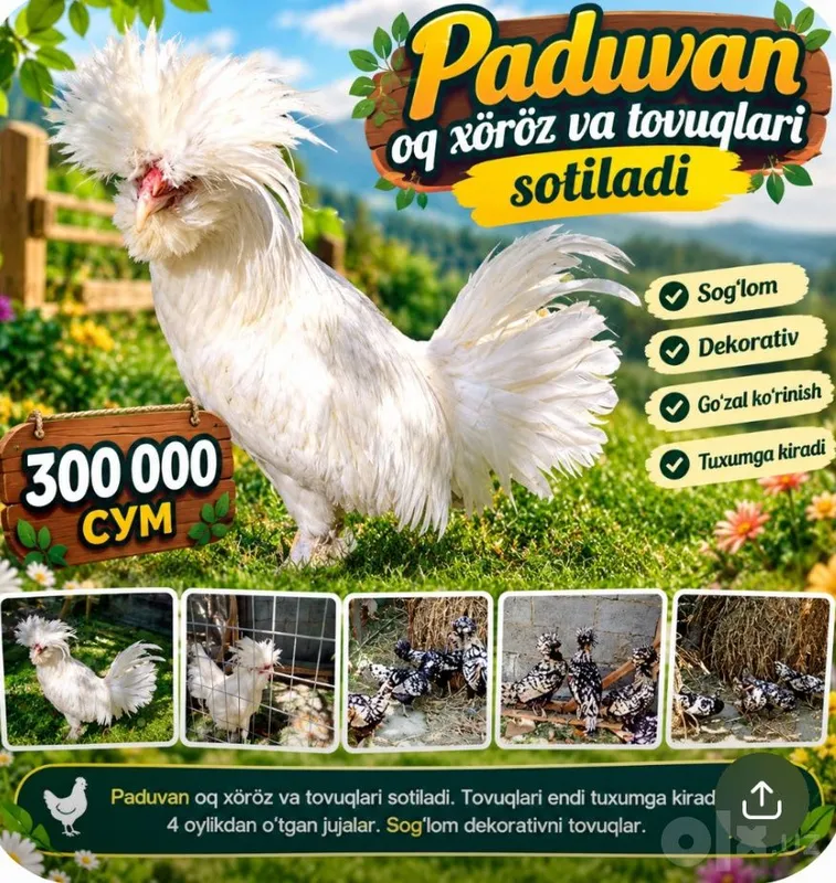 Paduvan oq xöroz va tovuqlari sotiladi 1 Paduvan oq xöroz va tovuqlari sotiladi 1