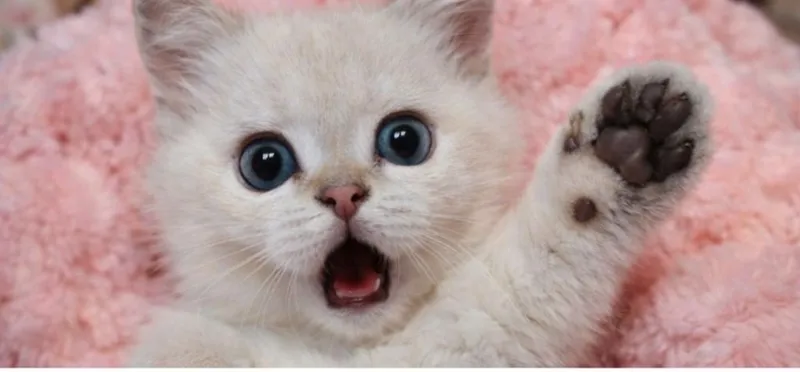 котенок блу поинт мальчик
