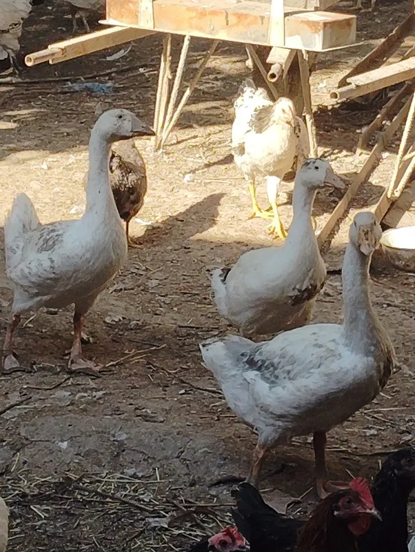 Gʻozlar,ordeklar va tovuqlar — фото 3