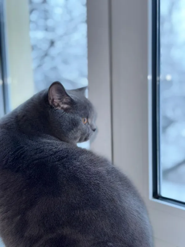 Вязка кота британской породы! — фото 1