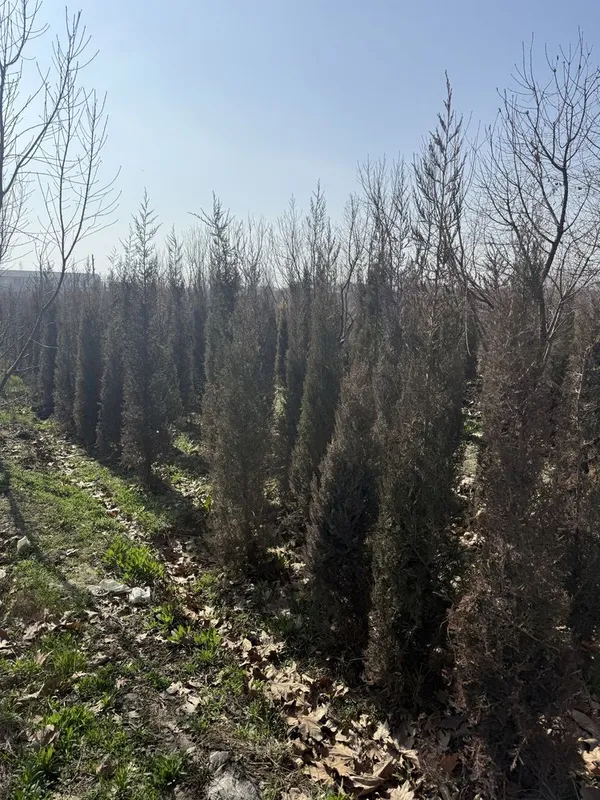 Моживельник арча кучатлари сотилади 3 Моживельник арча кучатлари сотилади 3