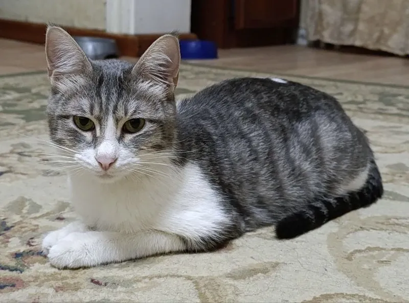 Кошка в добрые руки
