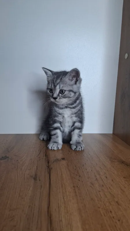 Котята 1 Котята 1