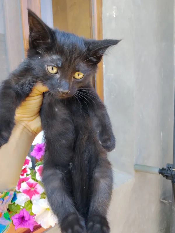 отдам бесплатно котят .Мама котят сиямская кошка 3 отдам бесплатно котят .Мама котят сиямская кошка 3