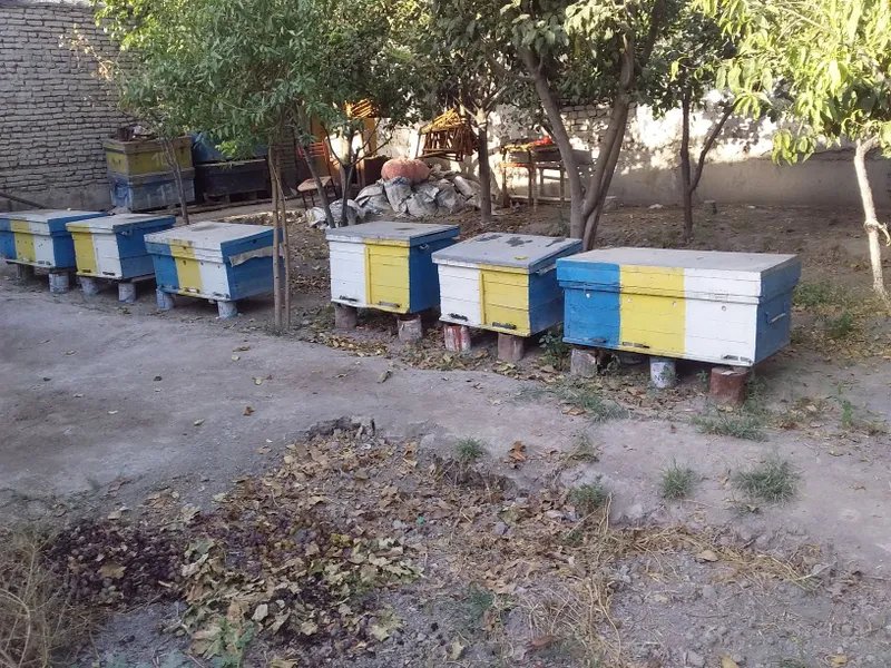 16 та асал ари семияси
