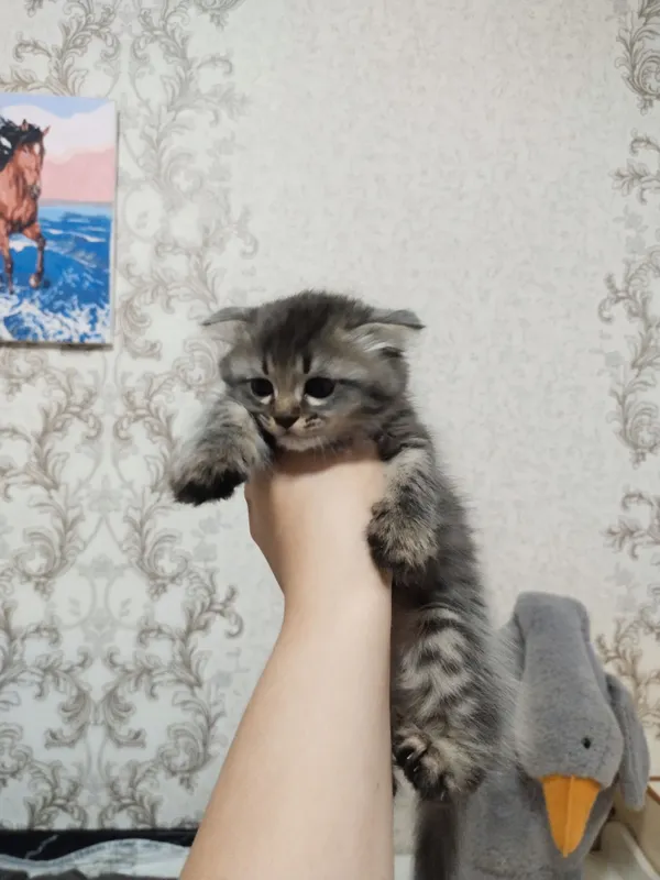 Отдам котят в добрые руки