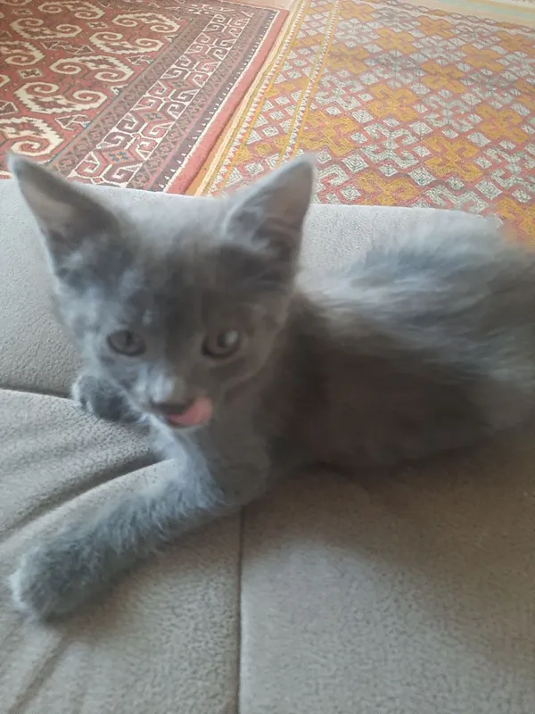Отдам котят в хорошие руки. Отдам котят в хорошие руки.
