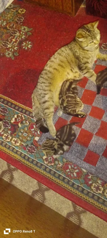 Mushuk bolalari sotiladi.Aqlli,lotok biladi — фото 3