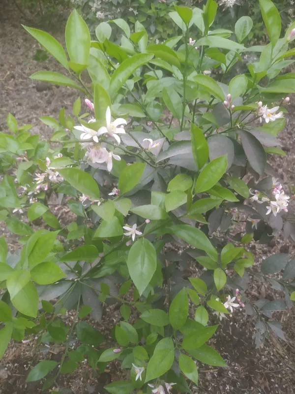 Limon koʻchatlari sotiladi — фото 1