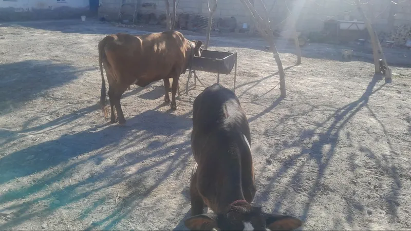 Eston sigir bachasi buqqacha sotiladi 2
