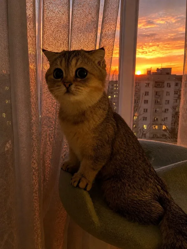 Продаётся котенок Золотая Шиншилла Девочка!!! 1