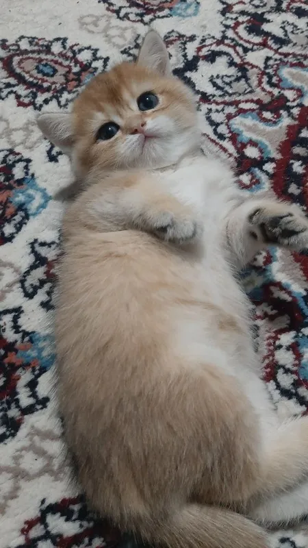 oltin chinchilla ny12 urg‘ochi mushukcha 5