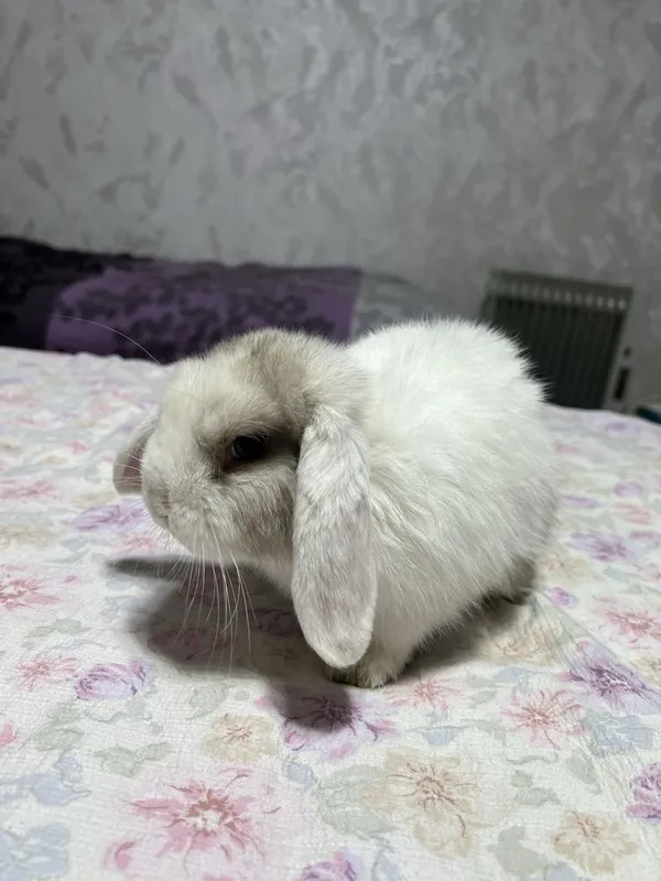 Декоротивные кролики Mini Lop — фото 4