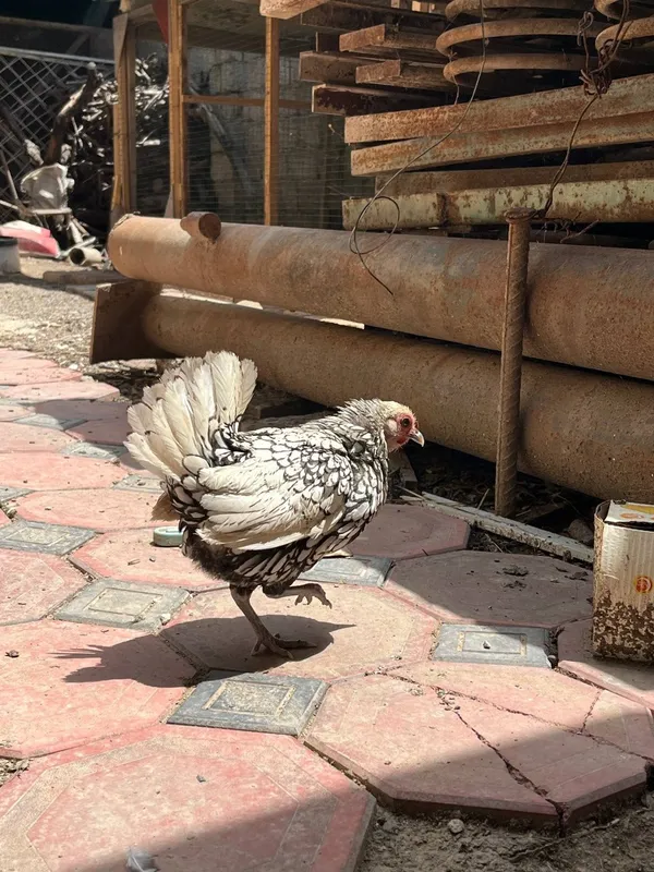 Zottor jo'jalar, bentamka sibrayt. Kelishilgan narxta jujalar — фото 6