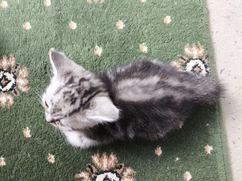 котята вислоухие — фото 3