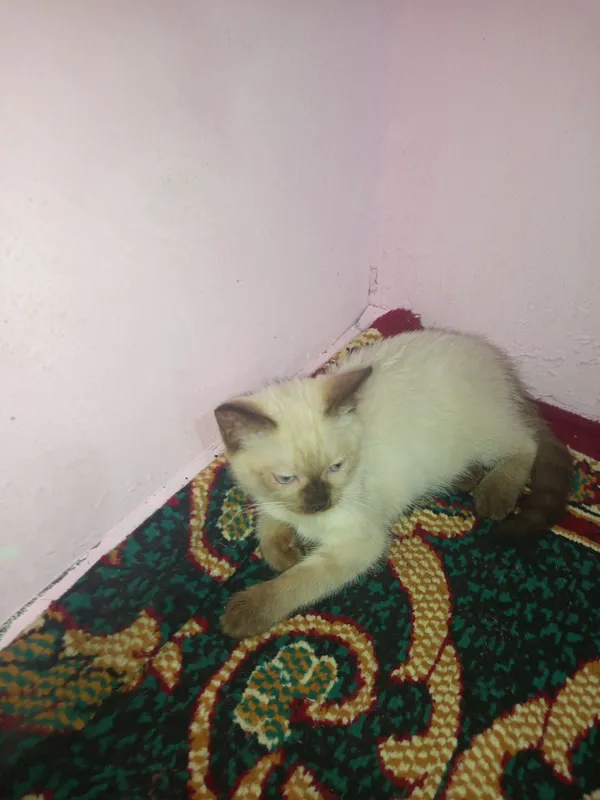 Mushuk tez va arzon sotiladi 4 Mushuk tez va arzon sotiladi 4