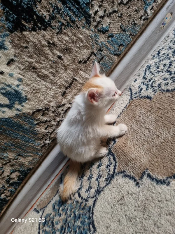 Котята 6 Котята 6