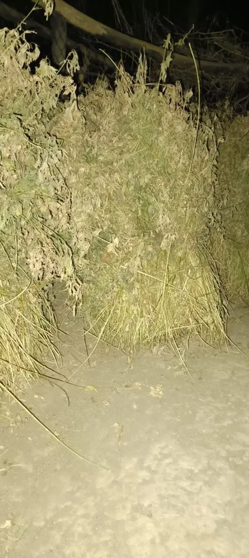 Beda, O't sotiladi