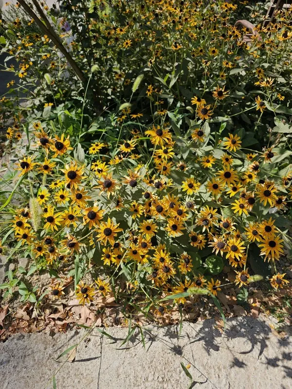 Многлетние цветы Рудбекия (Rudbeckia)Саженцы рудбекии.