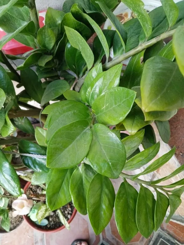 Zamiokulkas (dollar daraxti) sotiladi — фото 1
